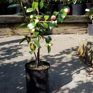 Planter Bags (PBS)/Sprayguards 230X230X460-125 BLACK PB40 - Flexoplas